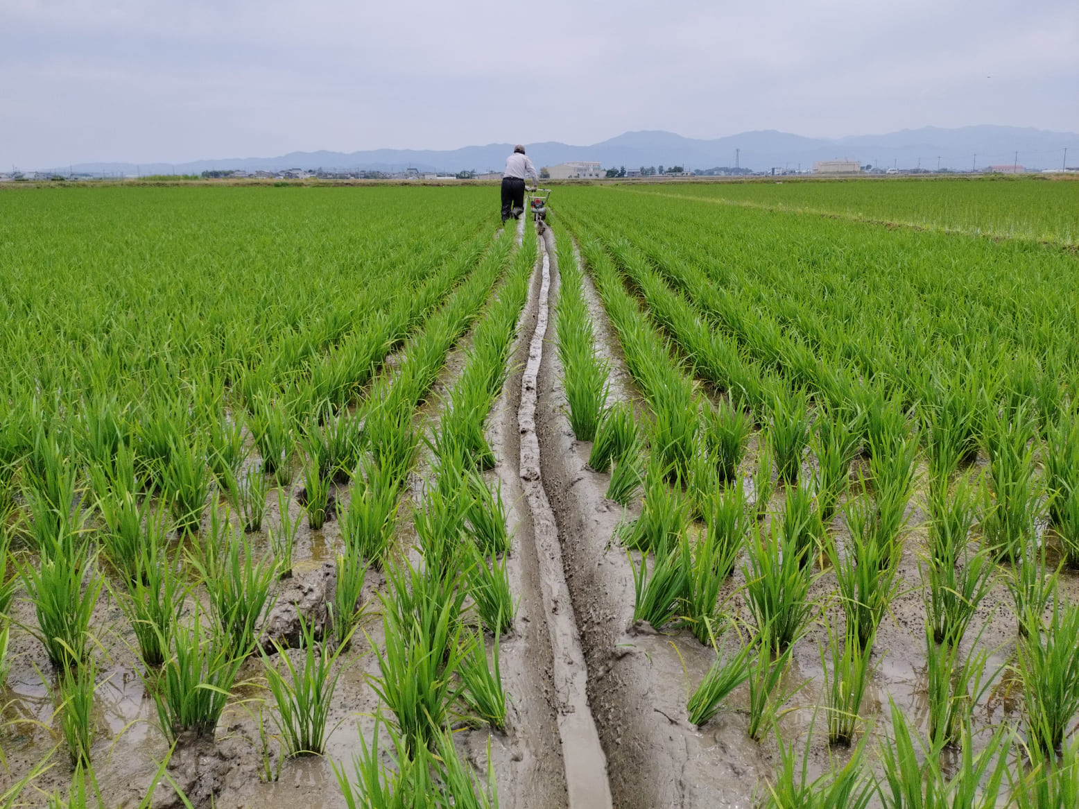 いちほまれ栽培情報