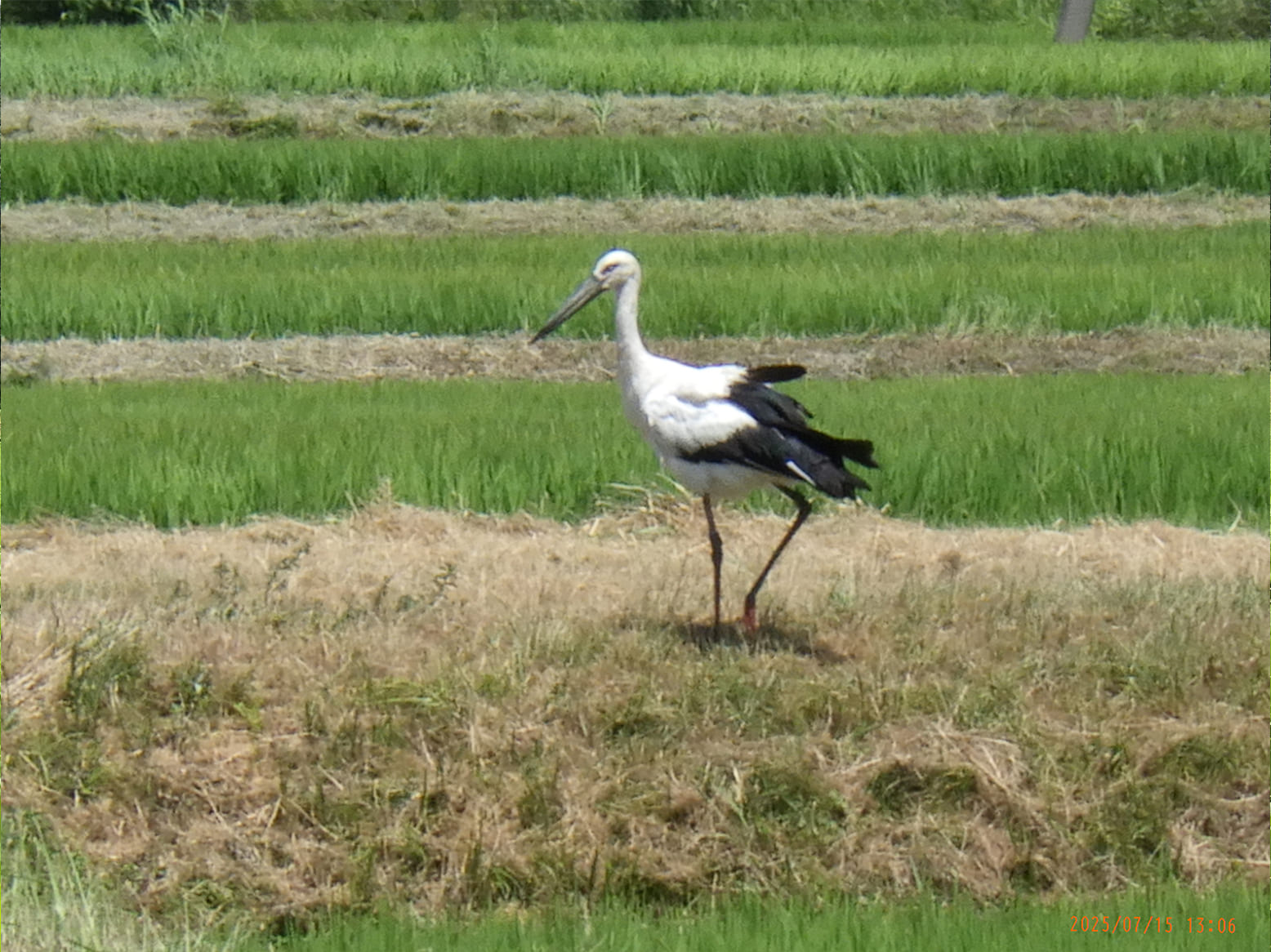 いちほまれ栽培情報