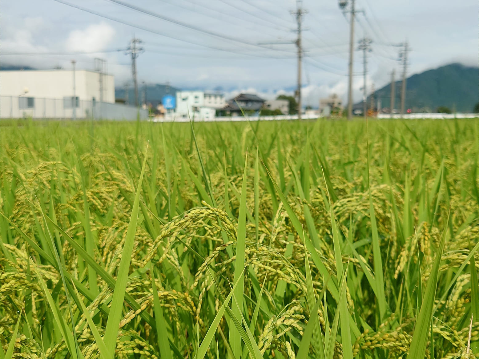 いちほまれ栽培情報
